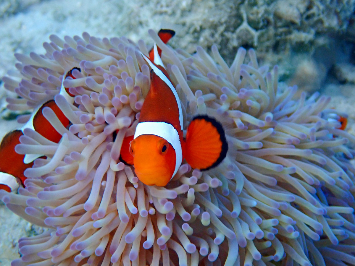 ANEMONEFISH