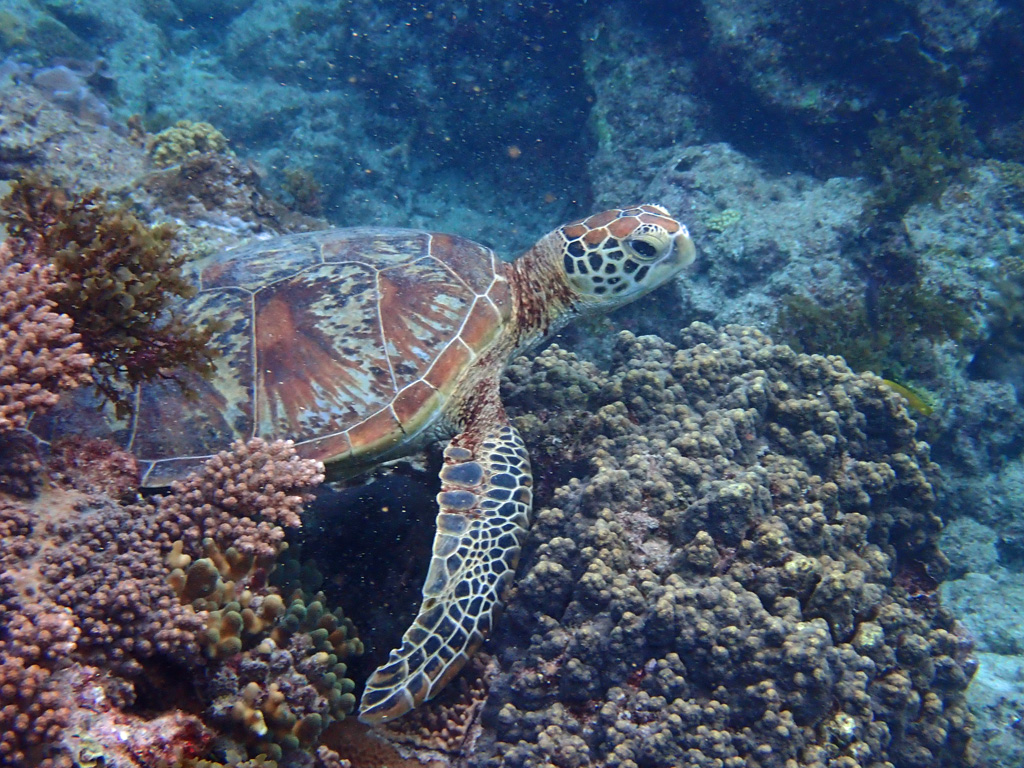 Green Sea Turtle