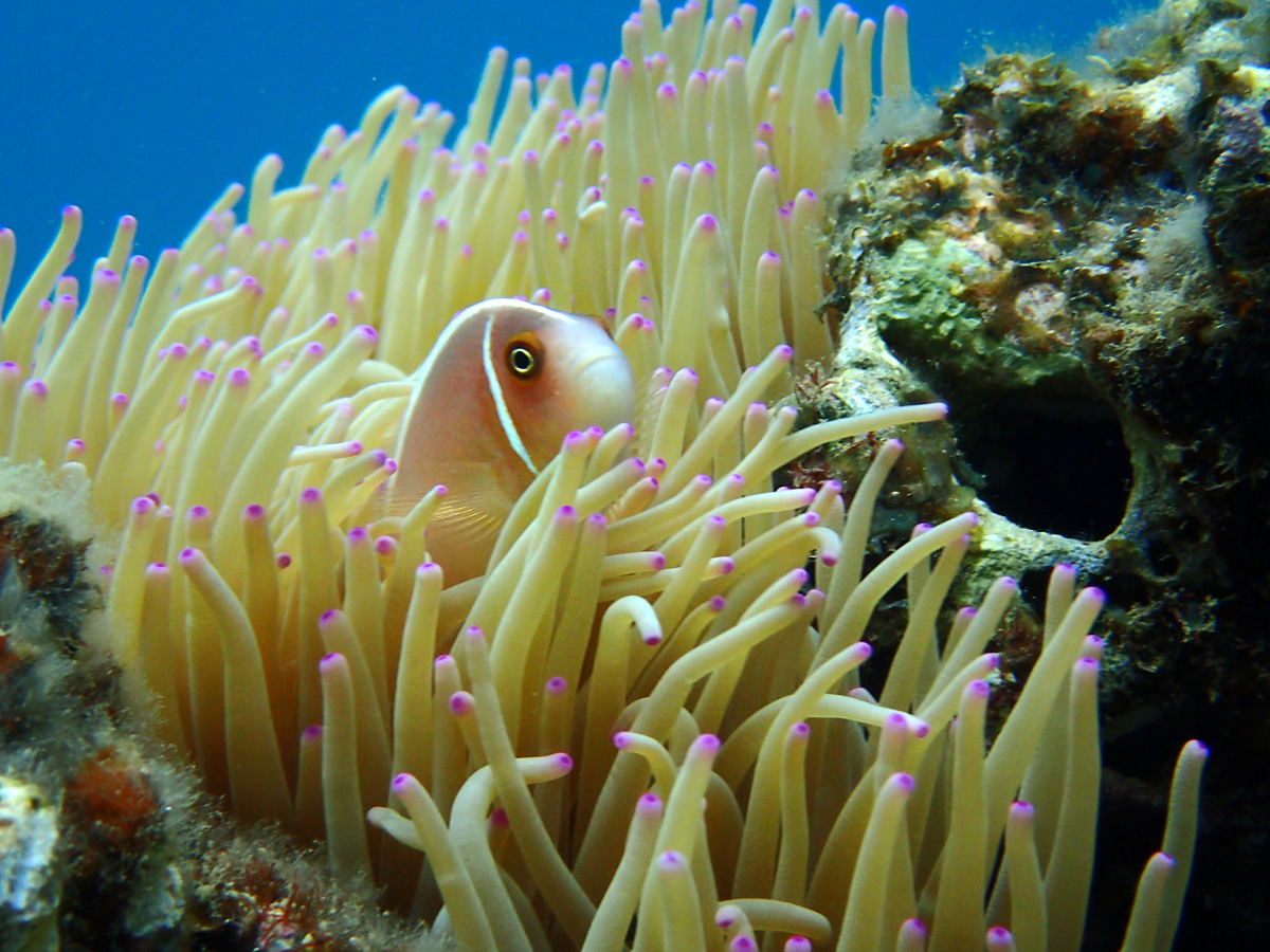 Pink Anemonefish ハナビラクマノミ