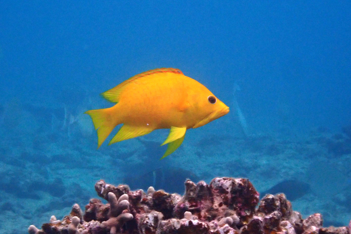 Slingjaw Wrasse