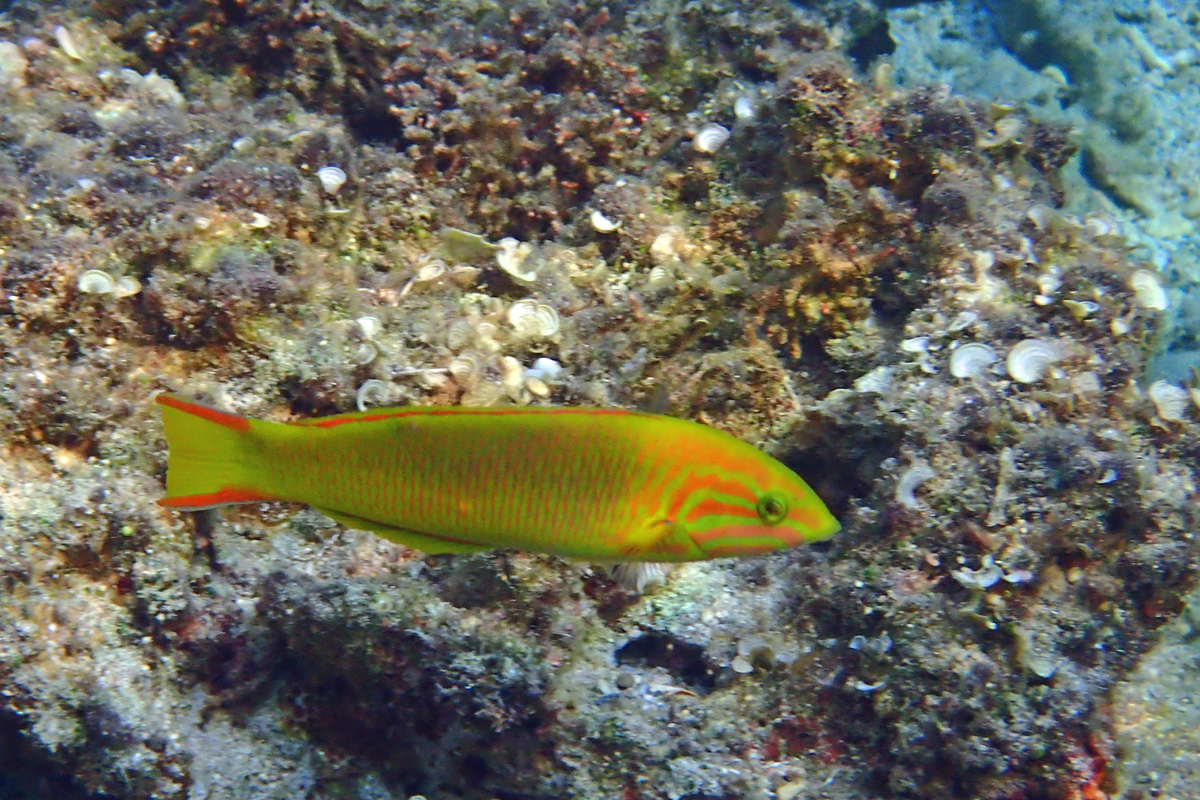 Sunset Wrasse