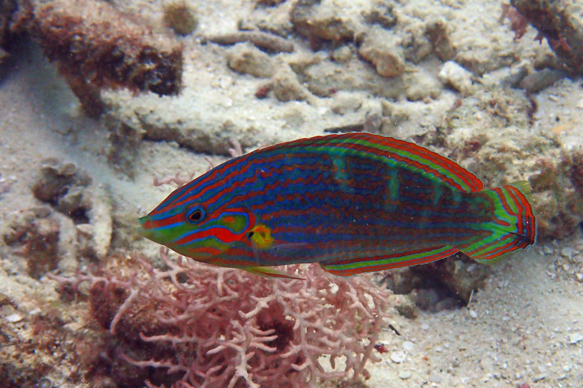 Tailspot Wrasse カザリキュウセン