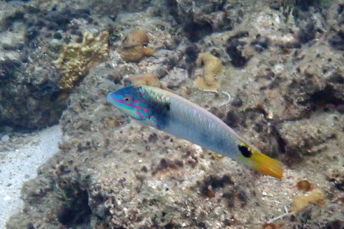 Threespot Wrasse