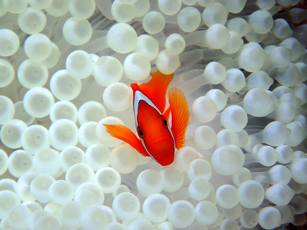 Tomato Anemonefish ハマクマノミ