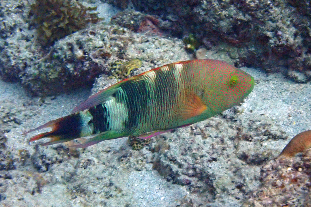 WRASSE