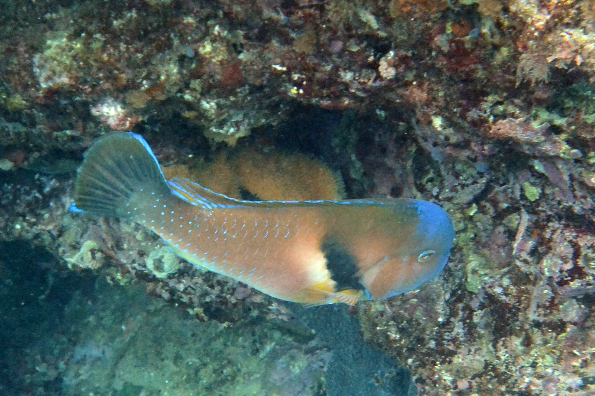 Scarbreast Tuskfish