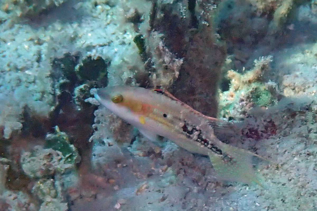 Little Maori Wrasse