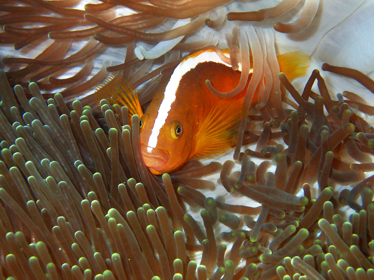 Orange Anemonefish セジロクマノミ