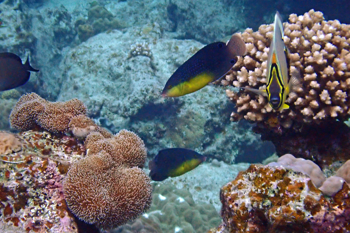 Yellowbreast Wrasse