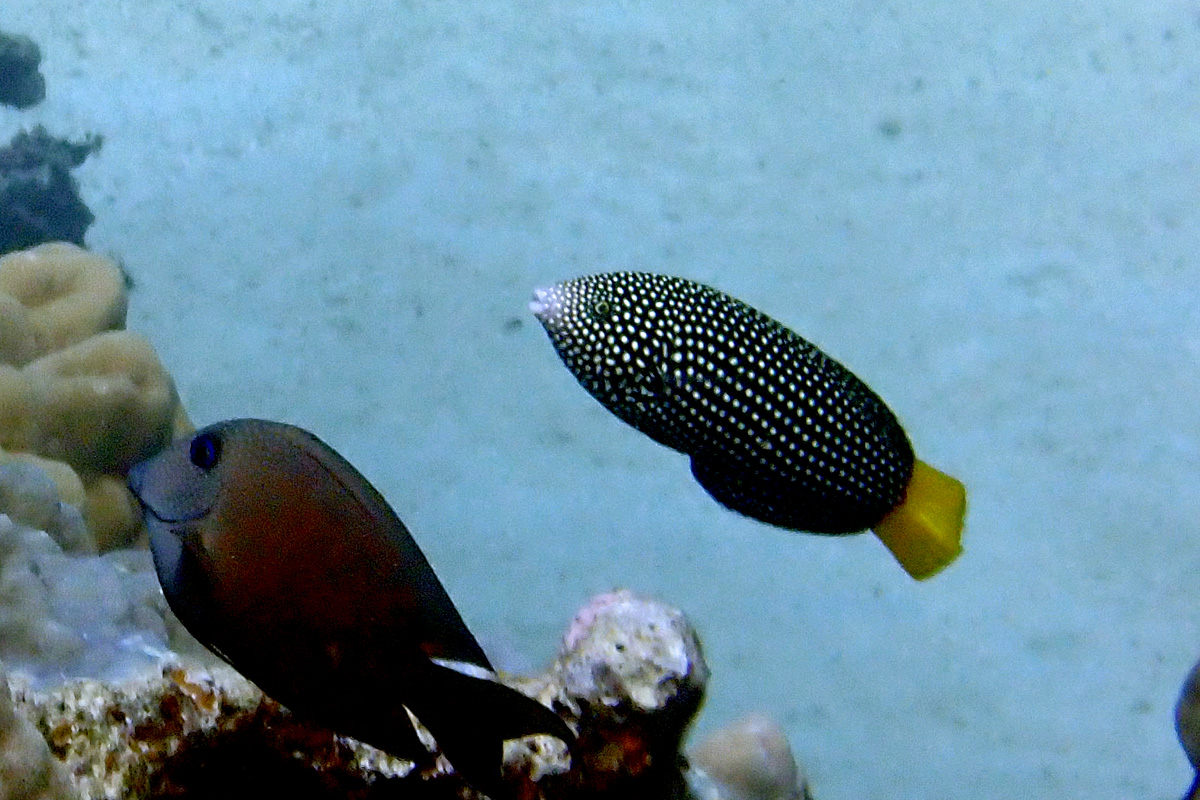 Yellowtail Wrasse