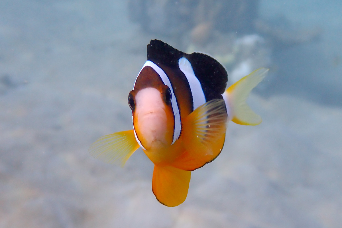 Clark’s Anemonefish クマノミ