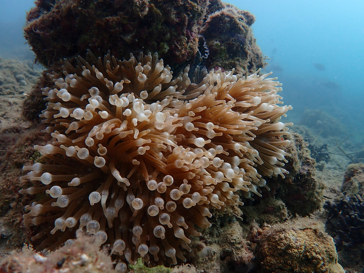 Bubble-tip Anemone タマイタダキイソギンチャク