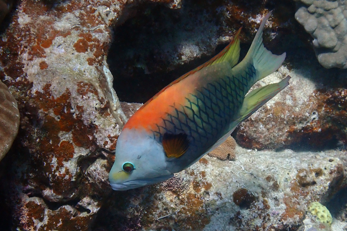 Slingjaw Wrasse – ギチベラ