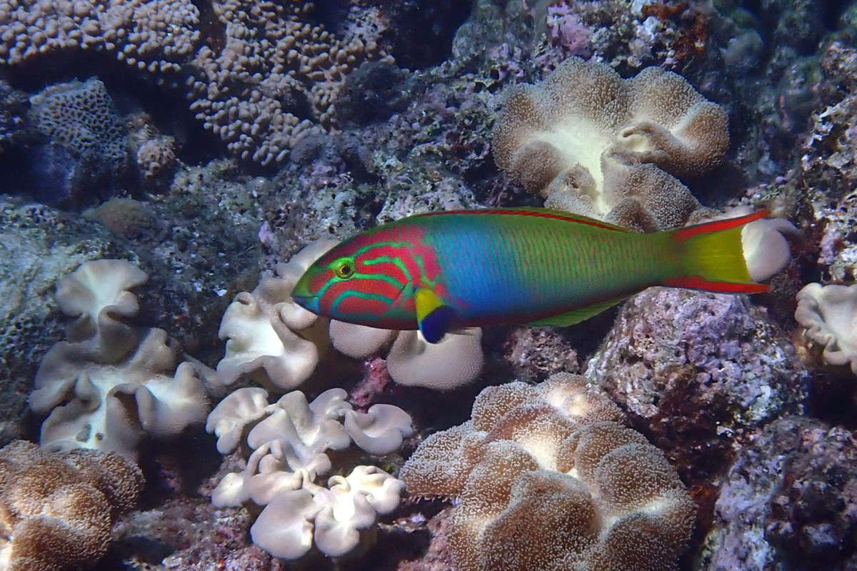 Sunset Wrasse – ヤマブキベラ