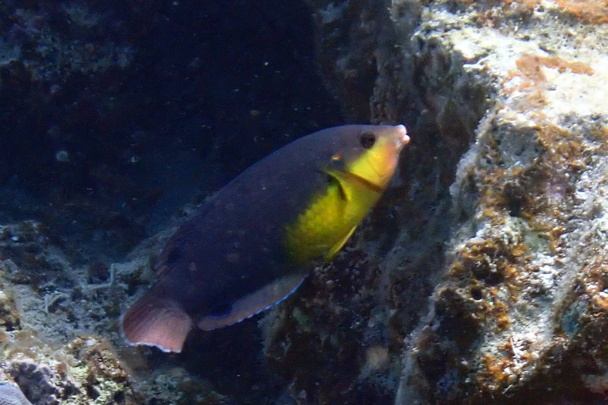 Yellowbreast Wrasse – ホシススキベラ
