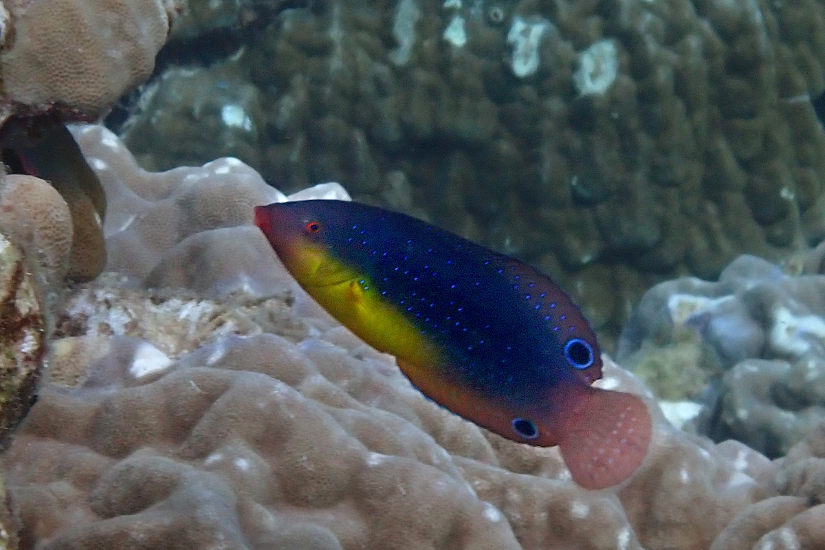 Yellowbreasted Wrasse – ホシススキベラ