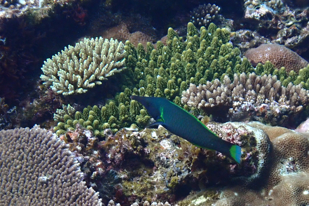 Bird Wrasse クギベラ