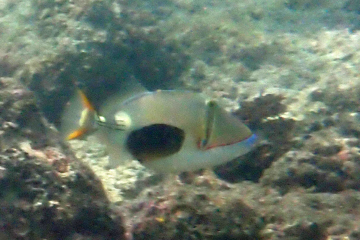 Blackbelly Triggerfish クラカケモンガラ