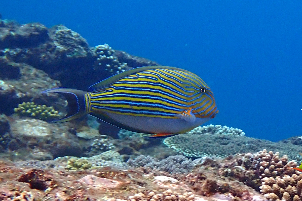 Bluelined Surgeonfish ニジハギ