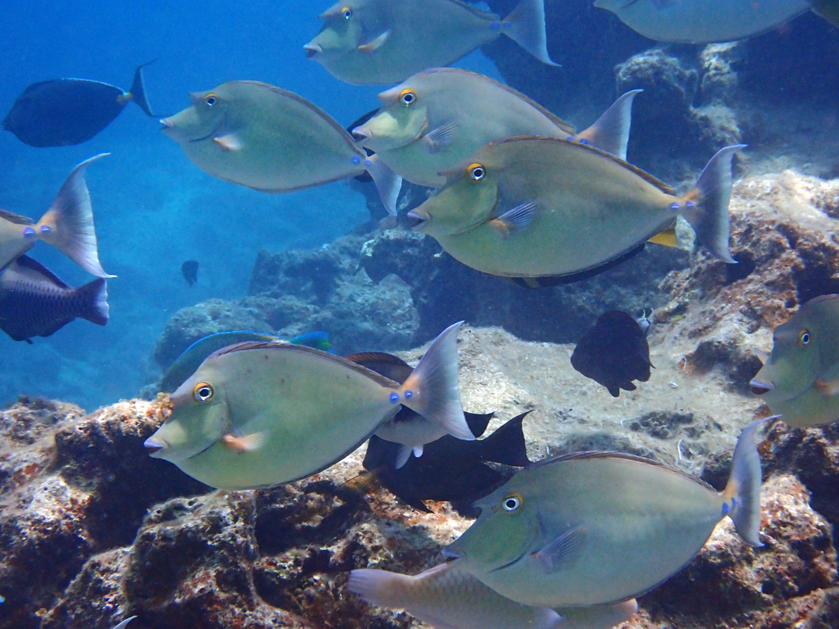 Surgeonfish