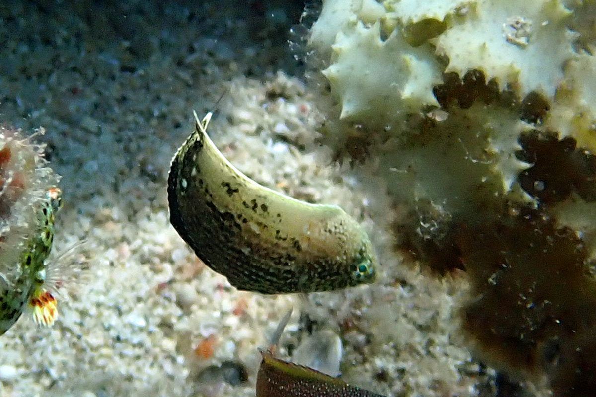 Bluespotted Wrasse ブチススキベラ