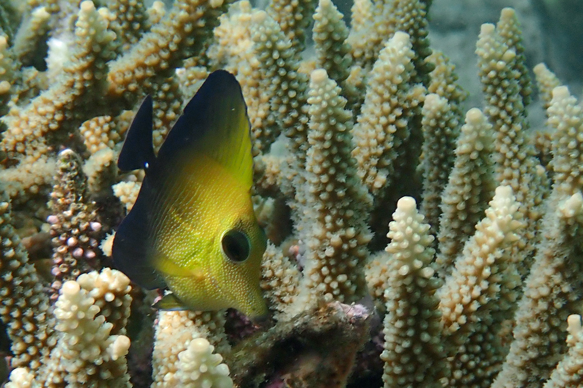 Brushtail Tang ゴマハギ