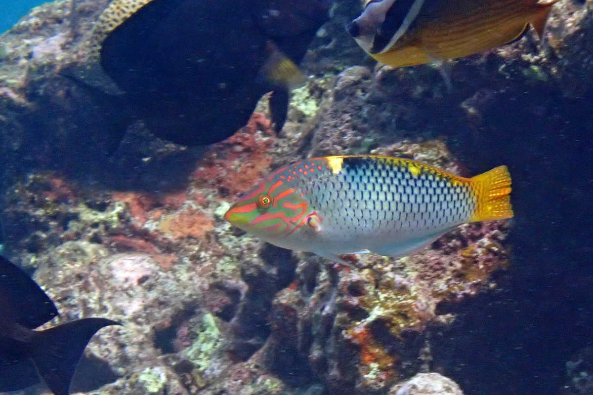 Checkerboard Wrasse トカラベラ