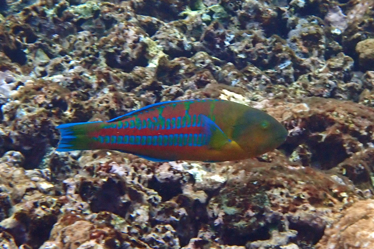 Christmas Wrasse リュウグウベラ