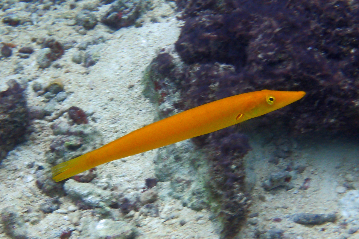 Cigar Wrasse カマスベラ