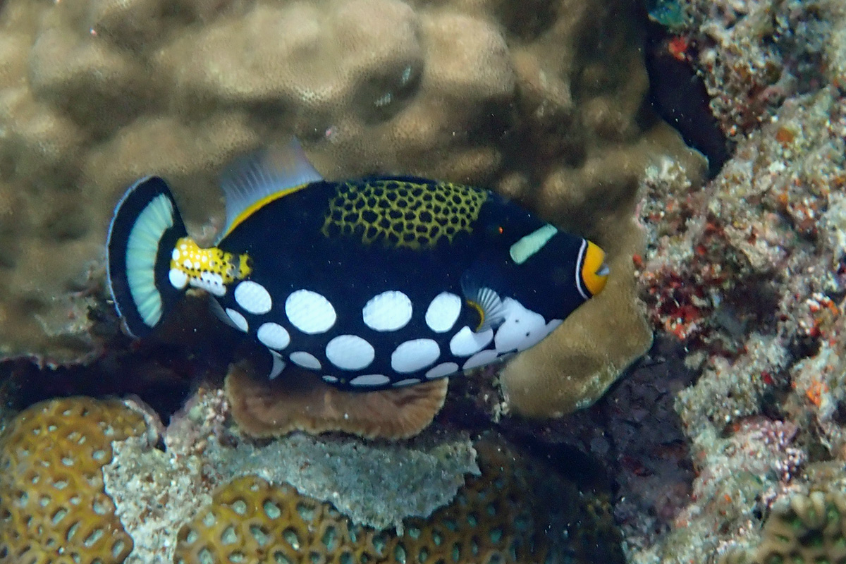 Clown Triggerfish モンガラカワハギ