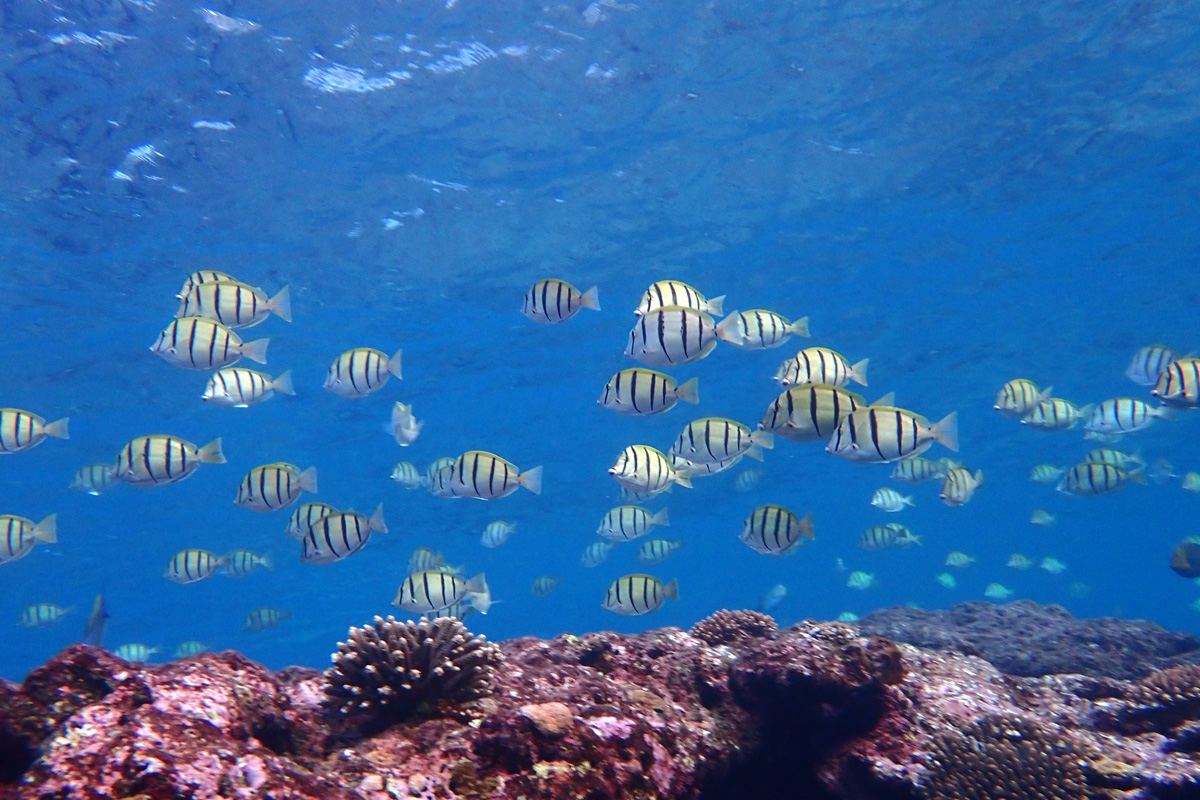 Convict Tang シマハギ