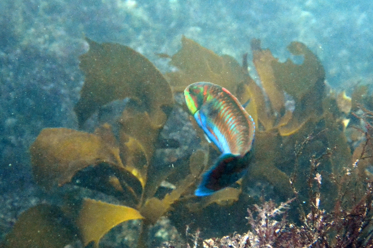 Cupid Wrasse ニシキベラ