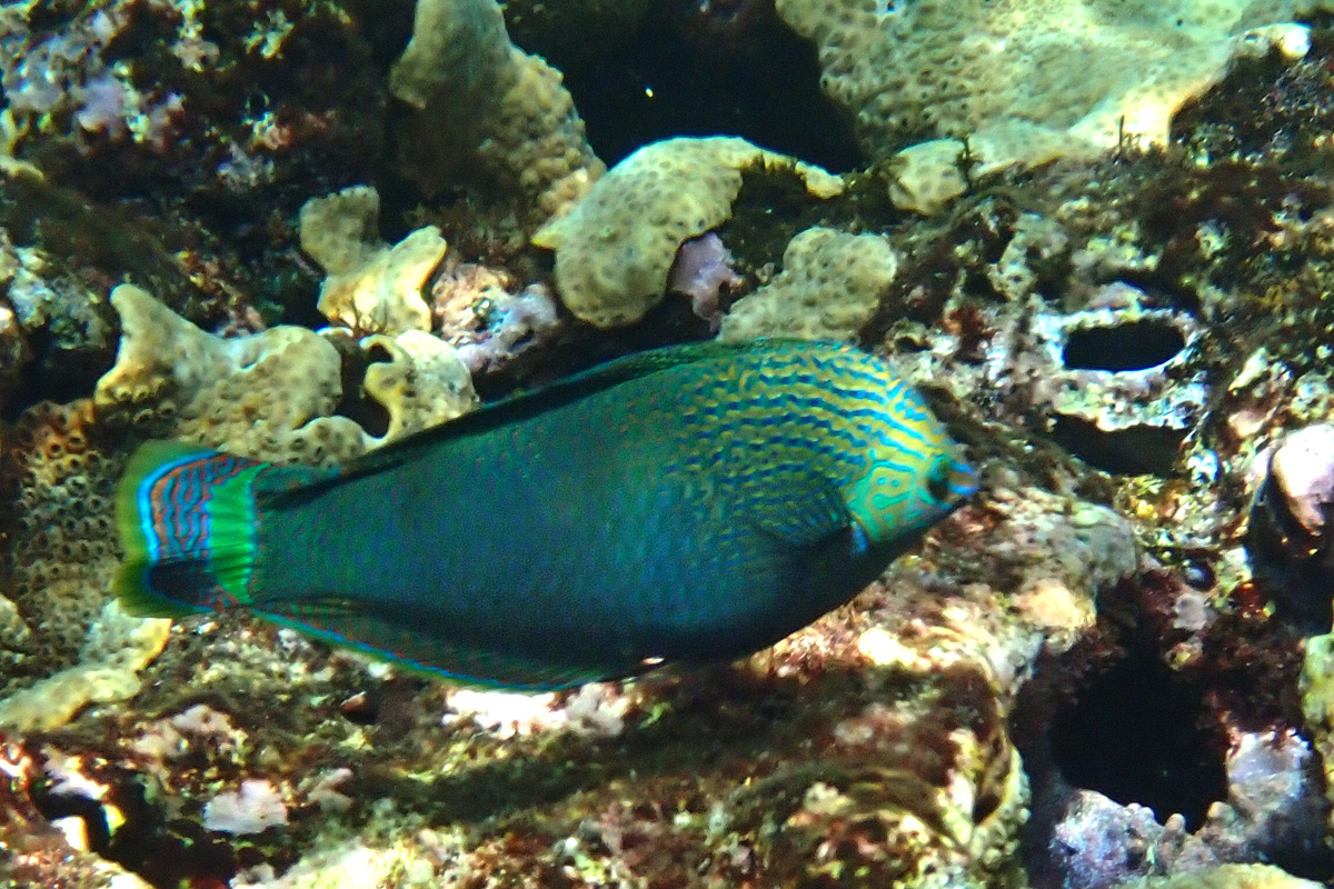 Dusky Wrasse