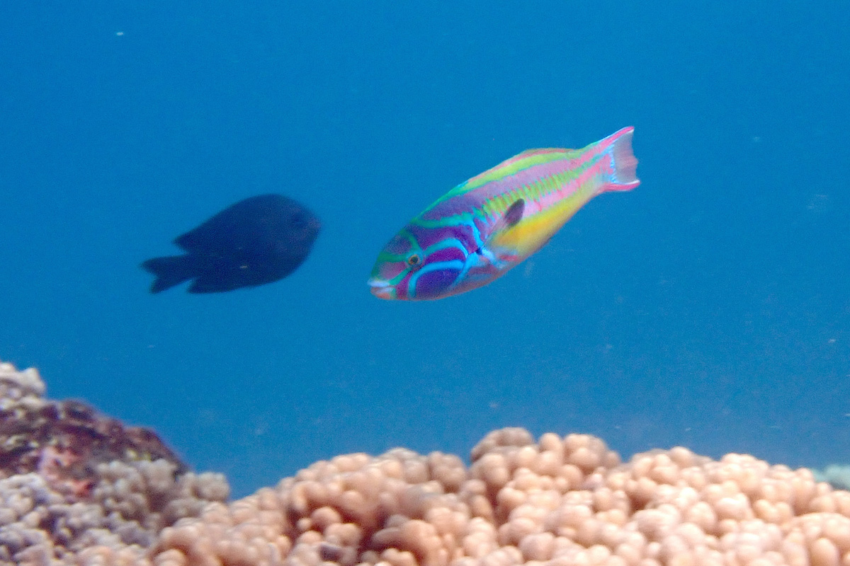 Fivestripe Wrasse ハコベラ