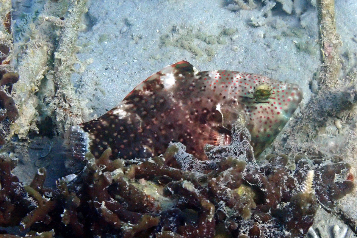 Floral Wrasse