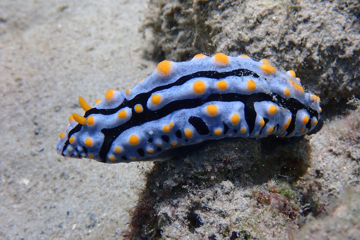 Fried-egg Nudibranch