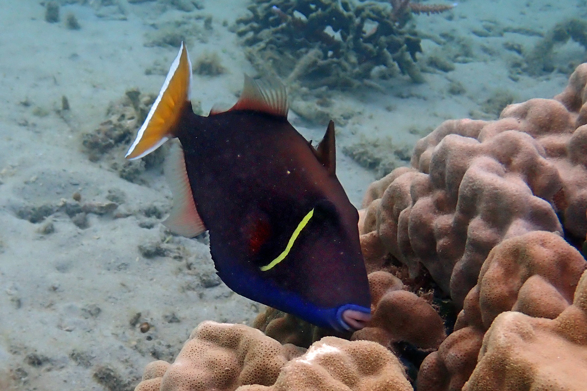 Halfmoon Triggerfish ツマジロモンガラ