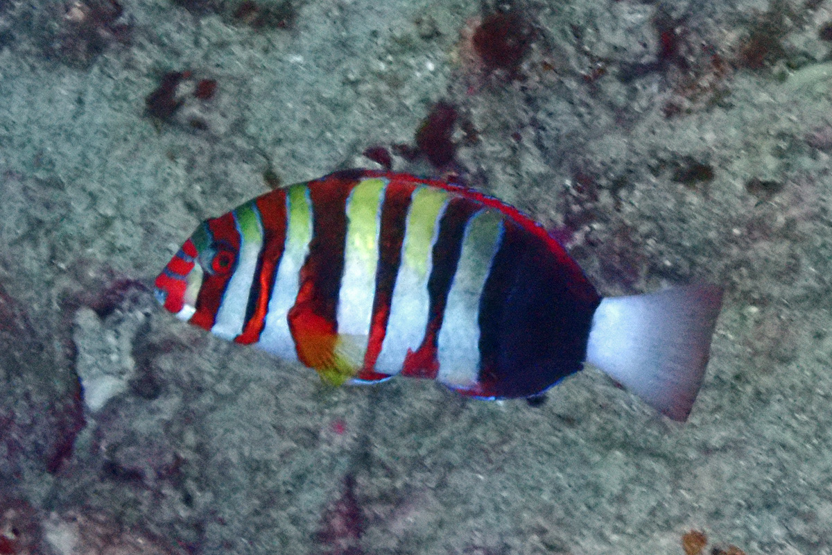 Harlequin Tuskfish