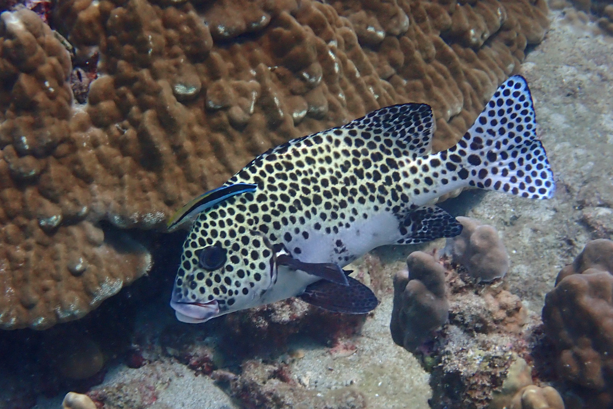 Harlequin Sweetlips チョウチョウコショウダイ