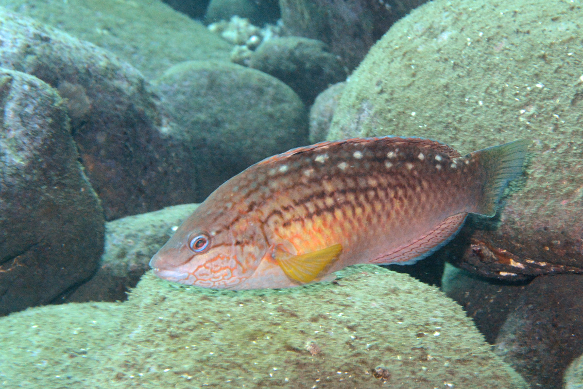 Bamboo Leaf Wrasse ホシササノハベラ