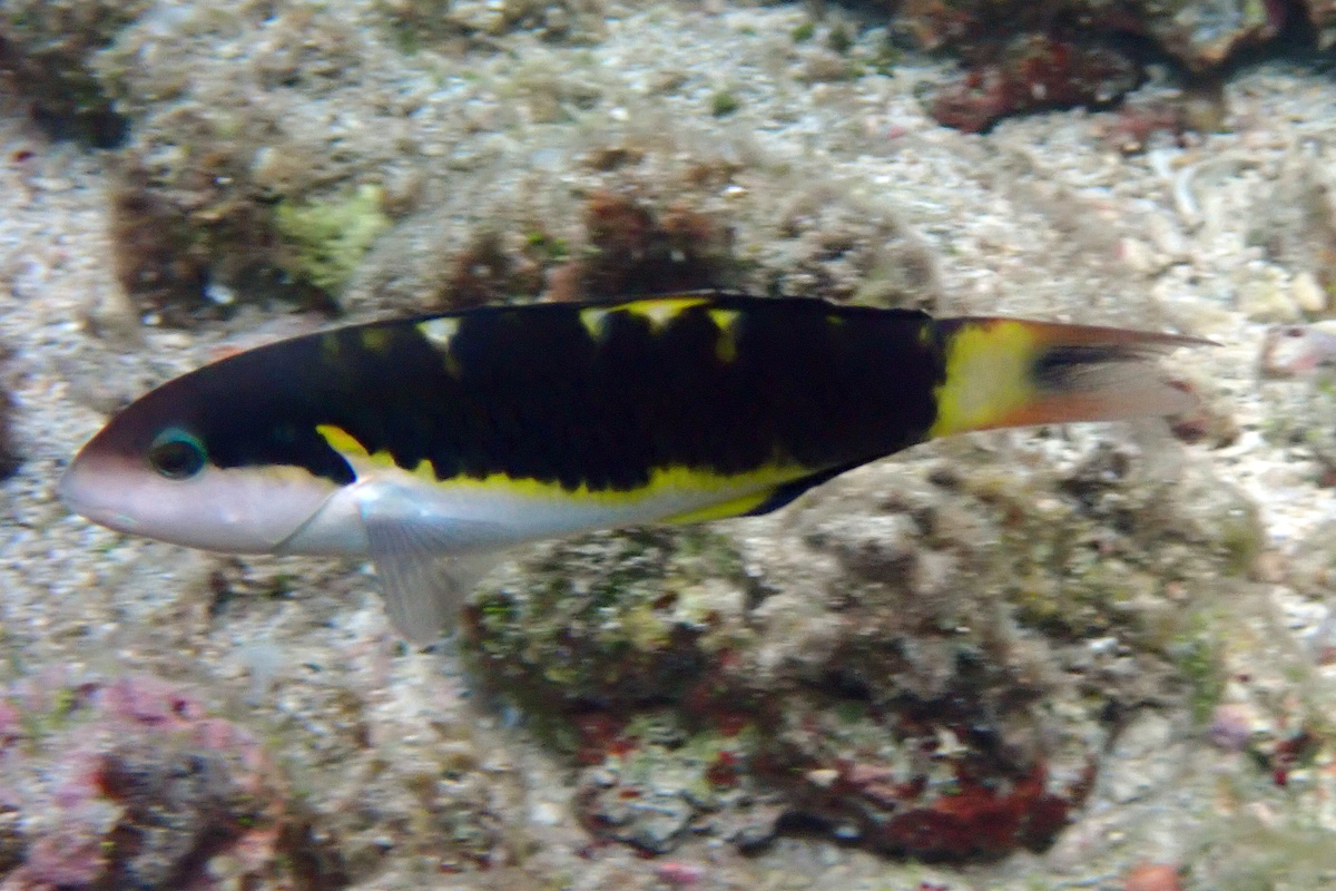 Jansen’s Wrasse ヤンセンニシキベラ