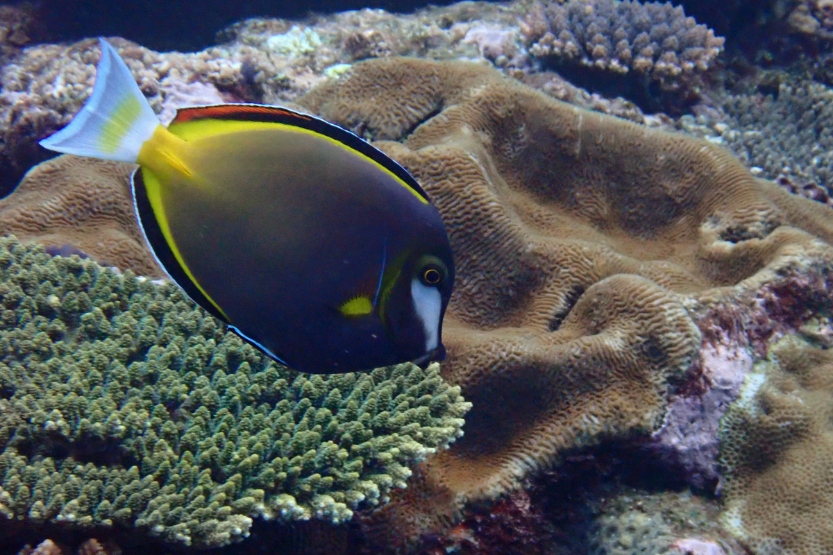 Japanese Surgeonfish ナミダクロハギ