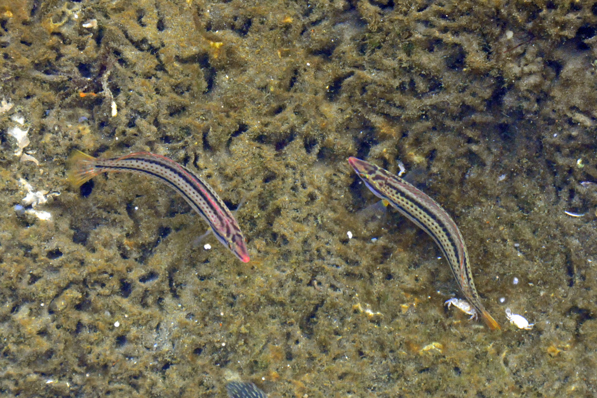 Kyuusen Wrasse (キュウセン)