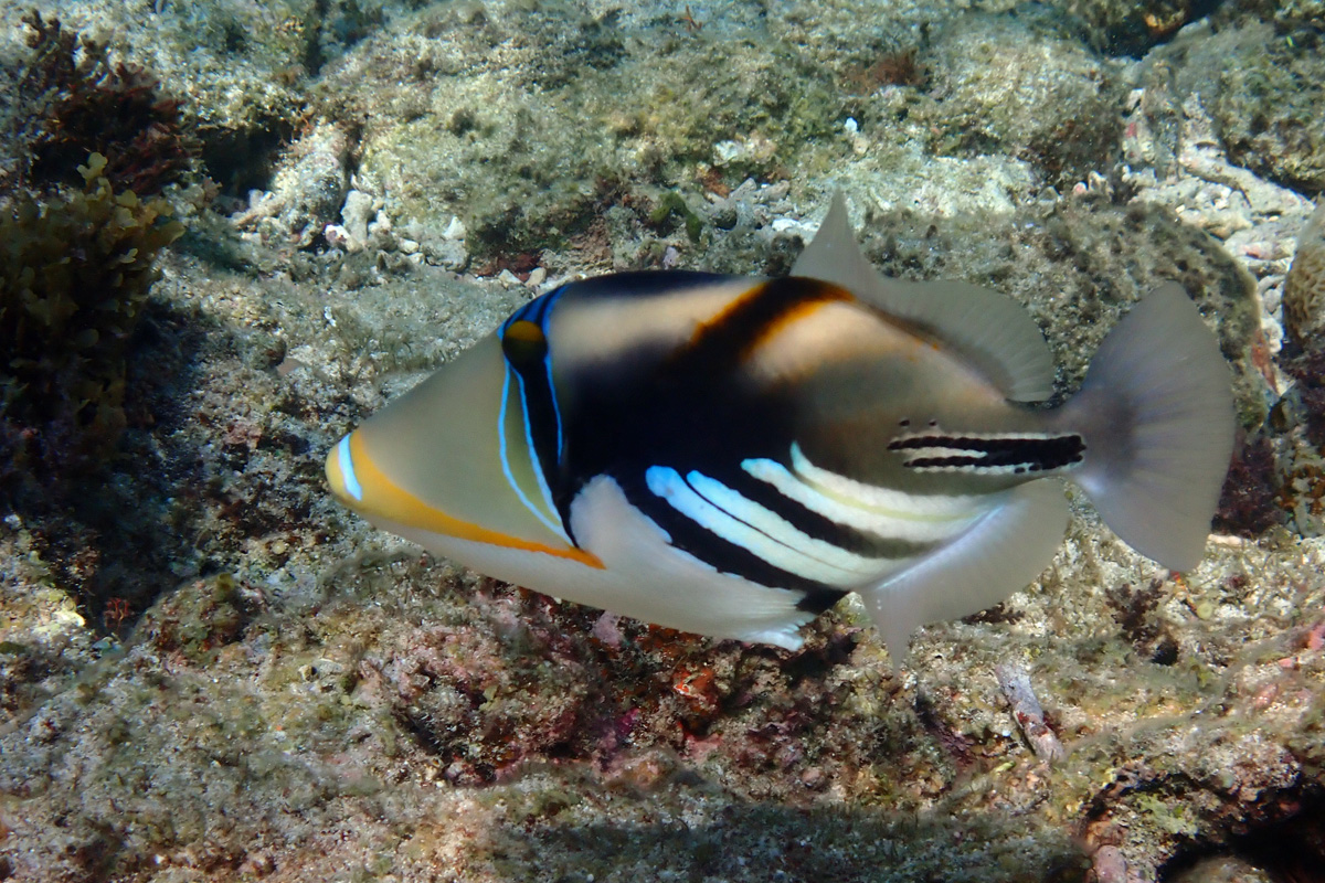 Triggerfish