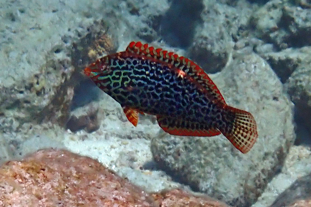 Leopard Wrasse