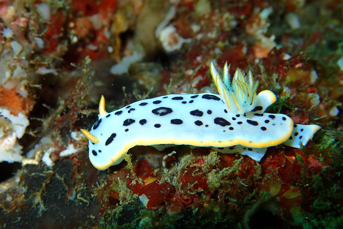 Chromodoris orientalis