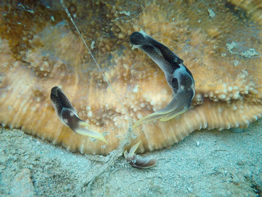 Chelidonura amoena