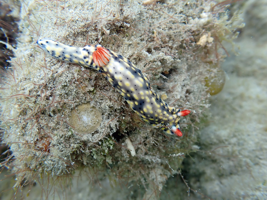 Hypselodoris infucata