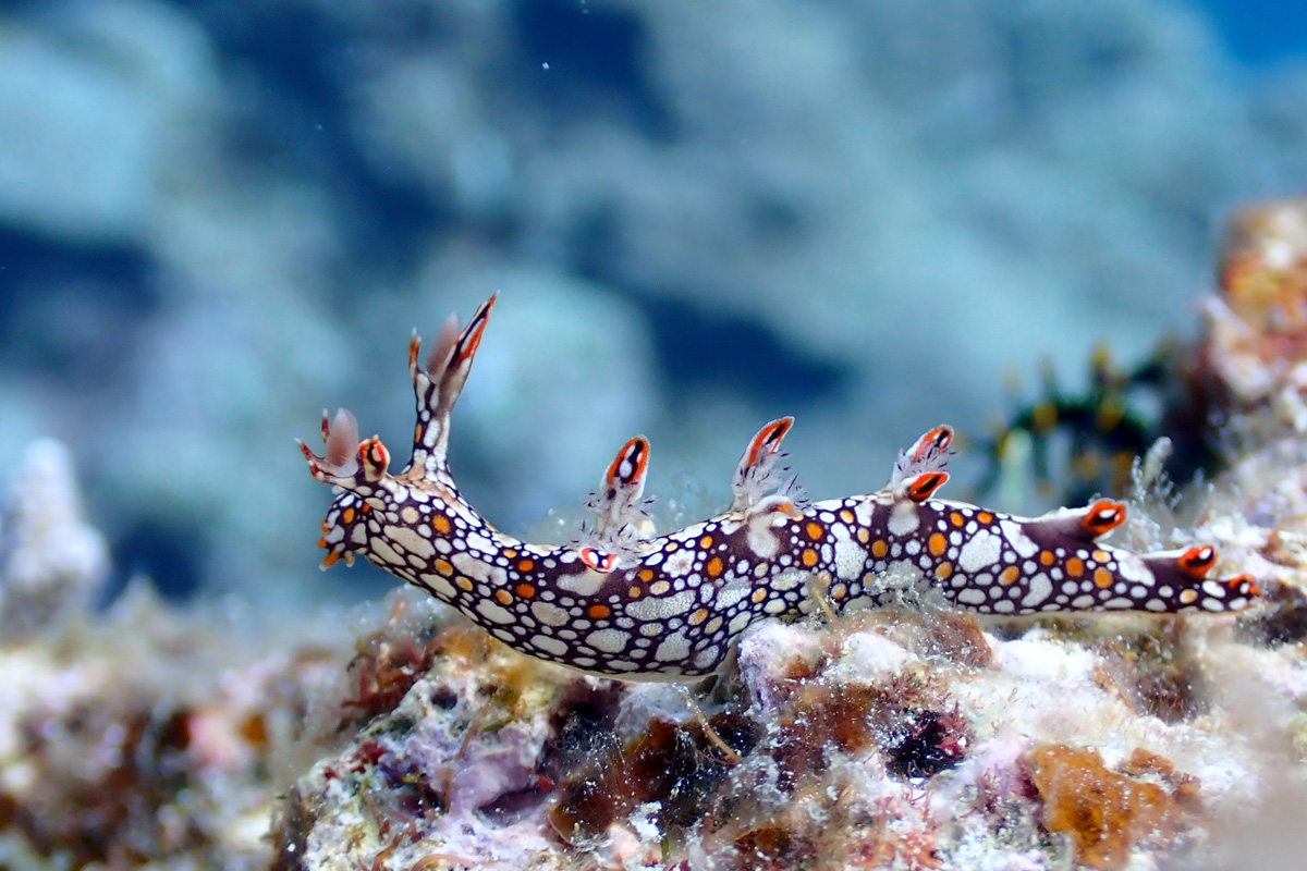 Bornella anguilla