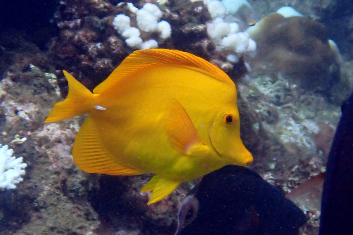 Yellow Tang キイロハギ